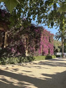 eine mit dunkelrosa blühenden Kletterpflanzen überwachsene Mauer